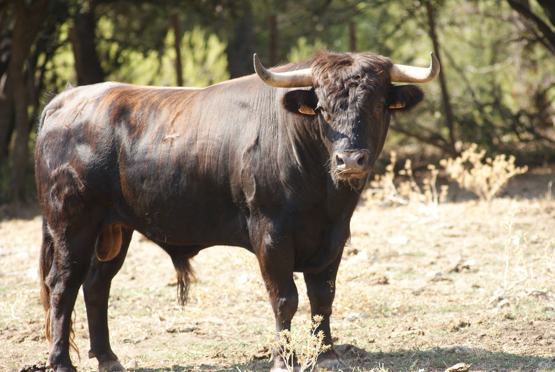 Novillos de San Sebastián para la novillada de la Feria de la Vendimia de Nimes 2019.