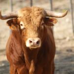 Novillos de San Sebastián para la novillada de la Feria de la Vendimia de Nimes 2019.