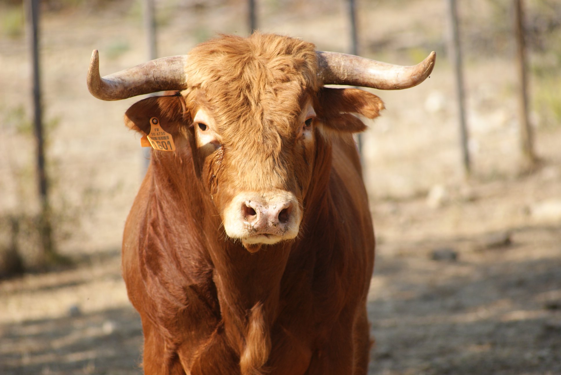 Novillos de San Sebastián para la novillada de la Feria de la Vendimia de Nimes 2019.