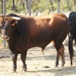 Novillos de San Sebastián para la novillada de la Feria de la Vendimia de Nimes 2019.