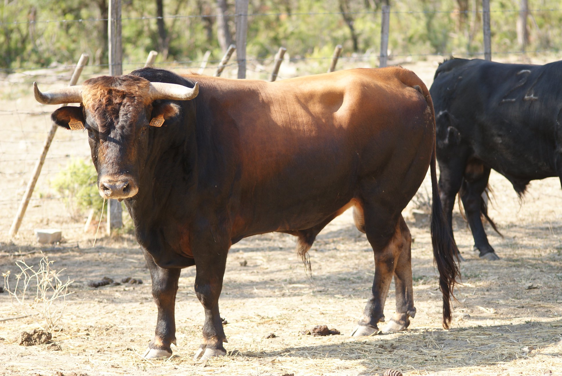 Novillos de San Sebastián para la novillada de la Feria de la Vendimia de Nimes 2019.