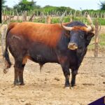 Los de La Viña y El Olivar para el Señor de los Milagros de Lima