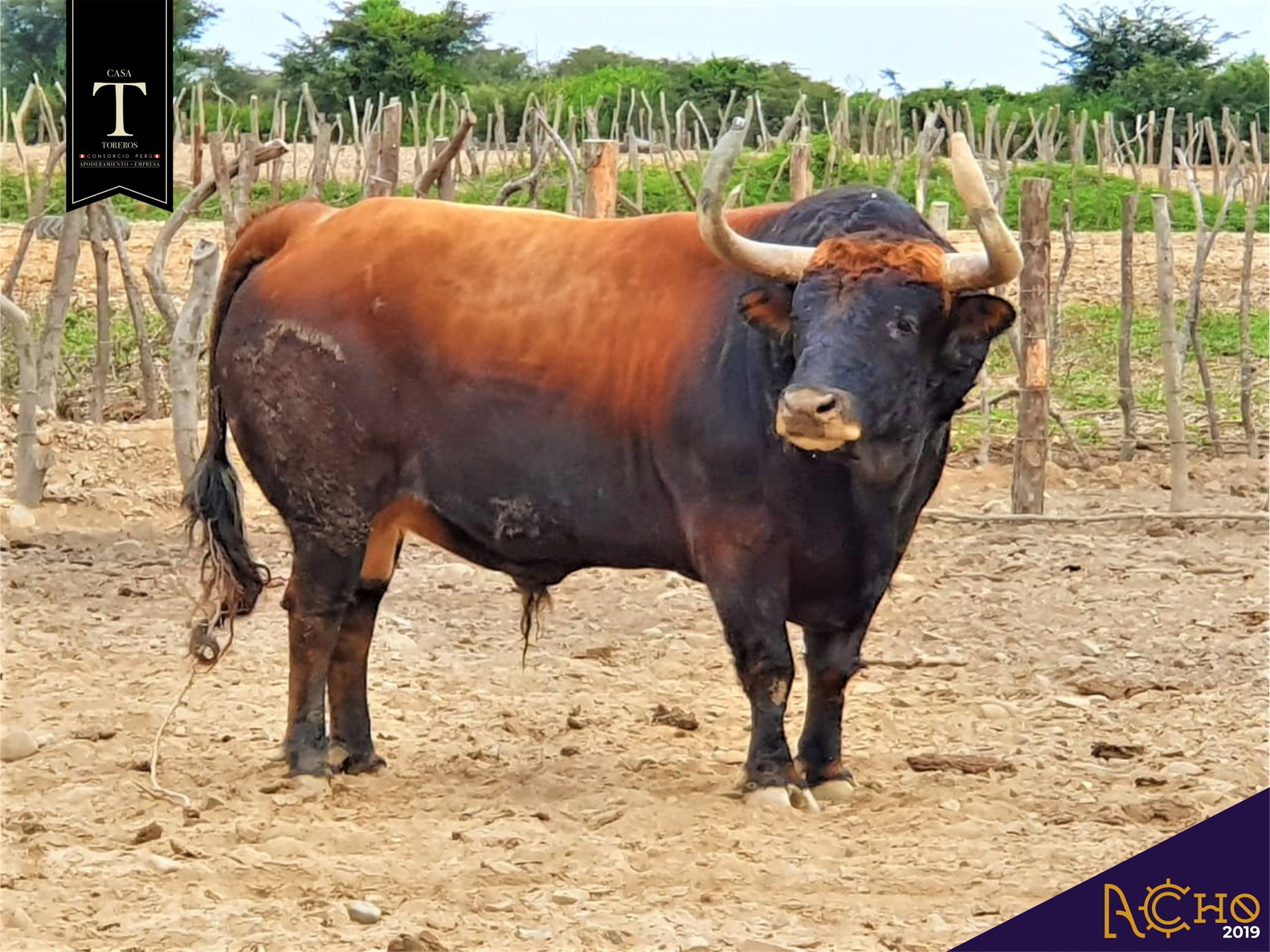 Los de La Viña y El Olivar para el Señor de los Milagros de Lima