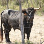 Novillos de San Sebastián para la novillada de la Feria de la Vendimia de Nimes 2019.
