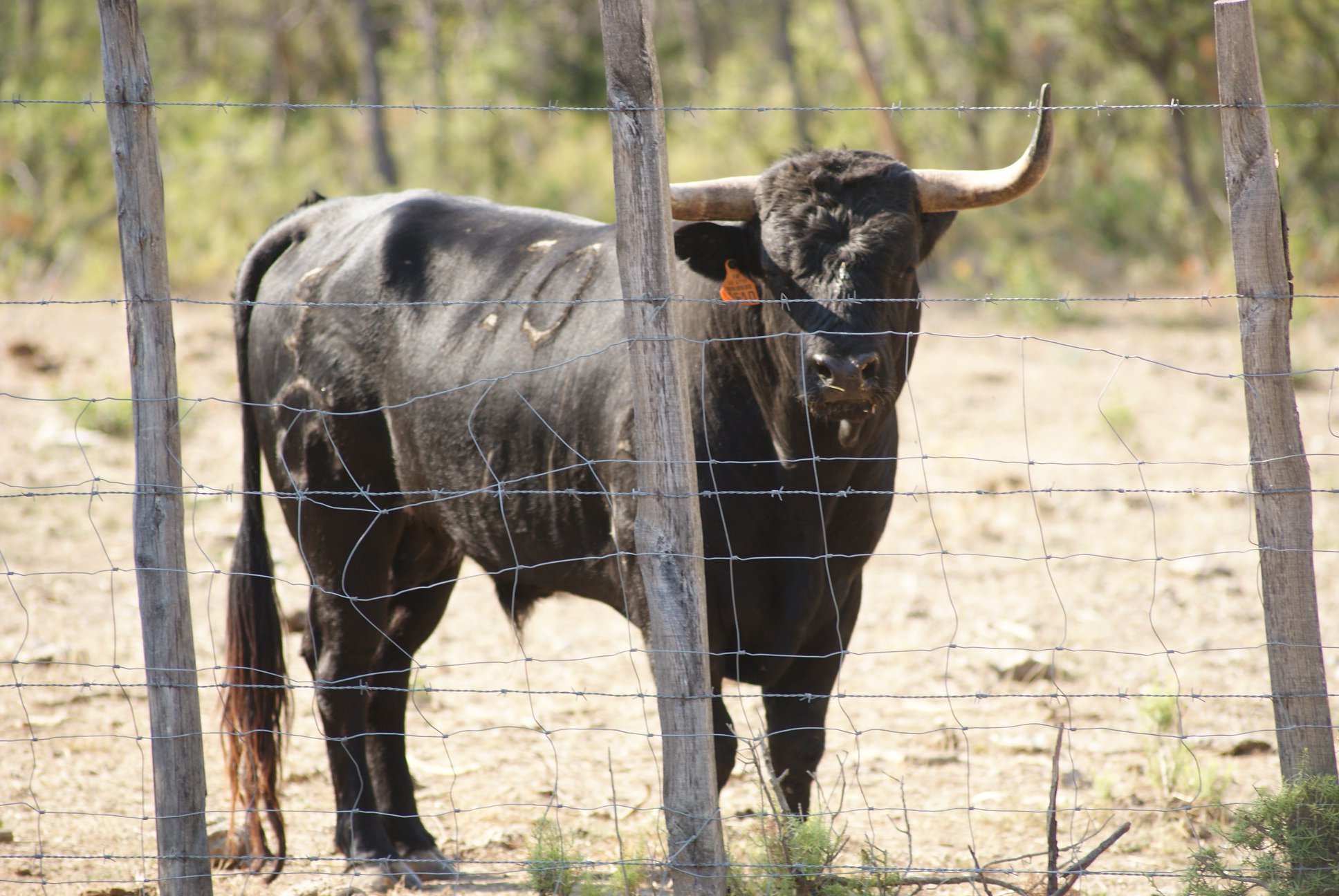 Novillos de San Sebastián para la novillada de la Feria de la Vendimia de Nimes 2019.