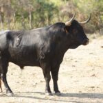 Novillos de San Sebastián para la novillada de la Feria de la Vendimia de Nimes 2019.