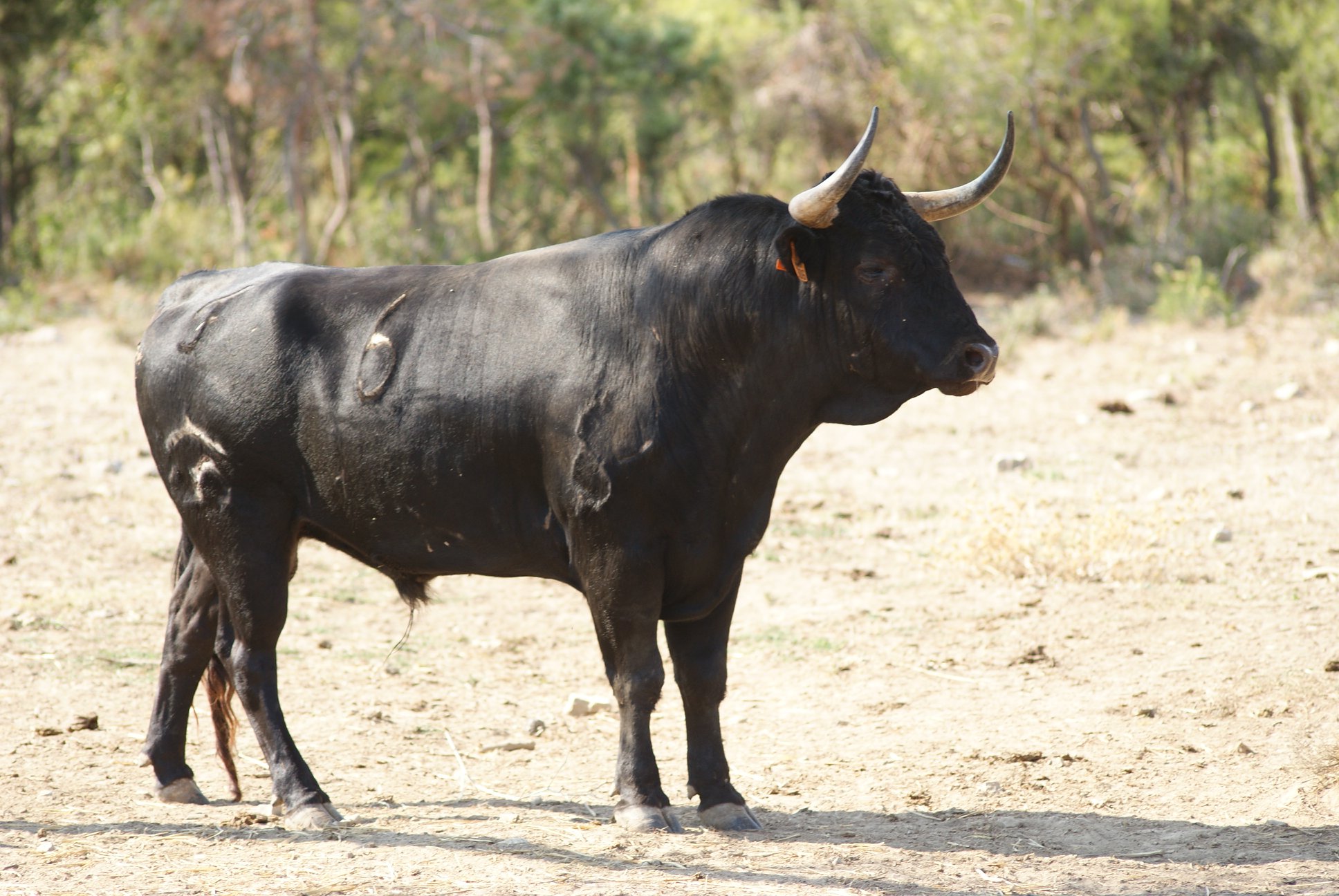 Novillos de San Sebastián para la novillada de la Feria de la Vendimia de Nimes 2019.