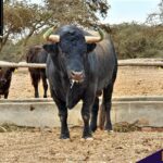 Los de La Viña y El Olivar para el Señor de los Milagros de Lima