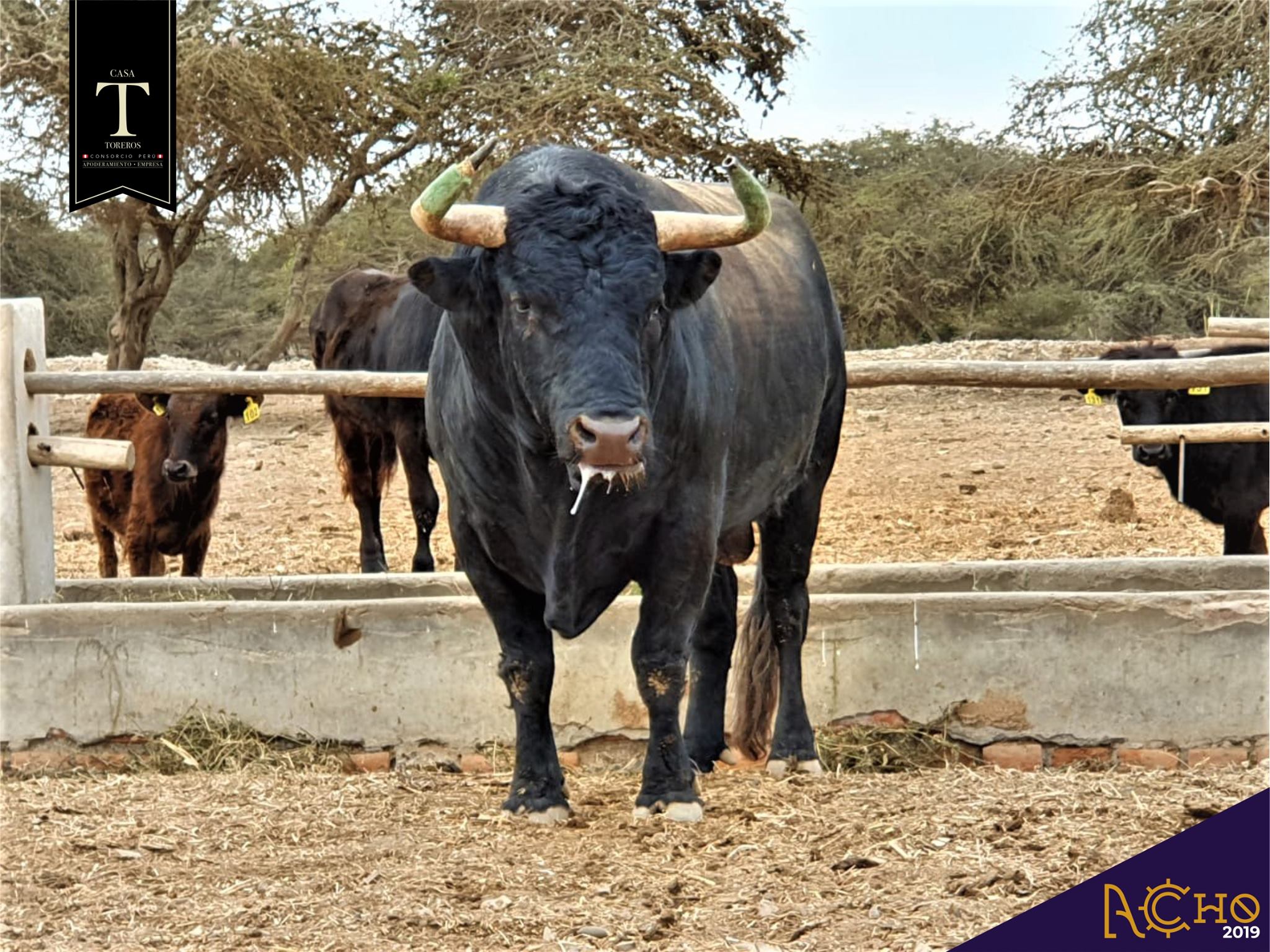 Los de La Viña y El Olivar para el Señor de los Milagros de Lima