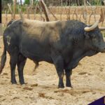 Los de La Viña y El Olivar para el Señor de los Milagros de Lima