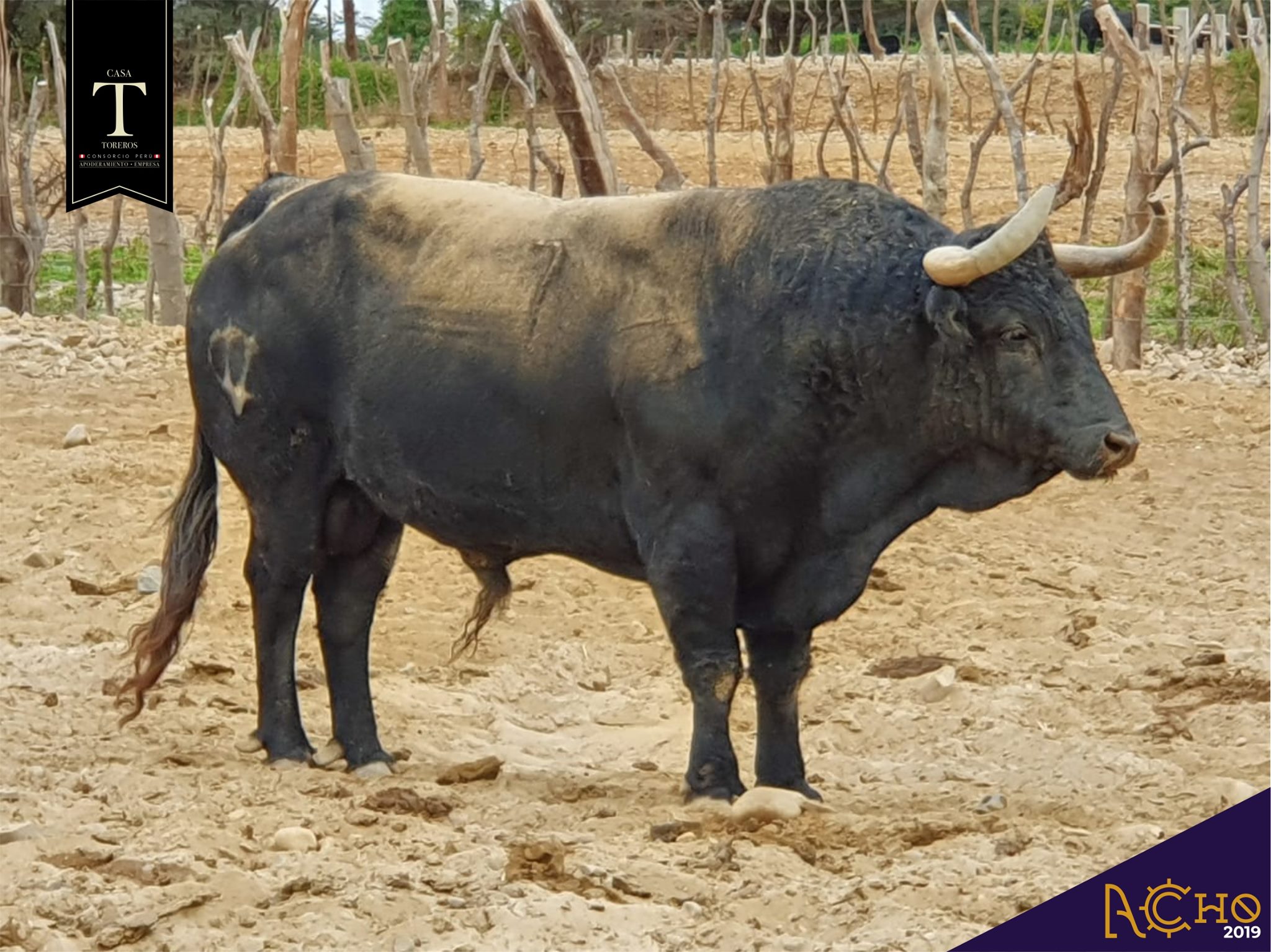 Los de La Viña y El Olivar para el Señor de los Milagros de Lima
