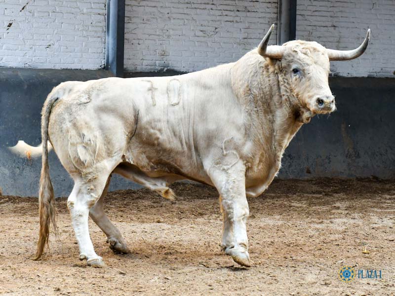 Sorteo. Madrid, domingo 29 de septiembre de 2019