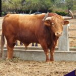 Los de La Viña y El Olivar para el Señor de los Milagros de Lima