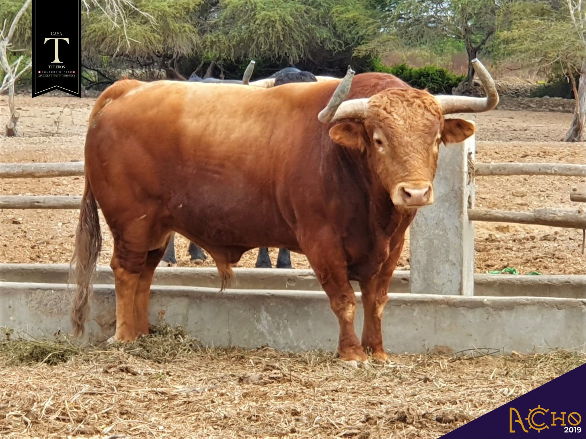 Los de La Viña y El Olivar para el Señor de los Milagros de Lima