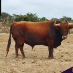 Los de La Viña y El Olivar para el Señor de los Milagros de Lima