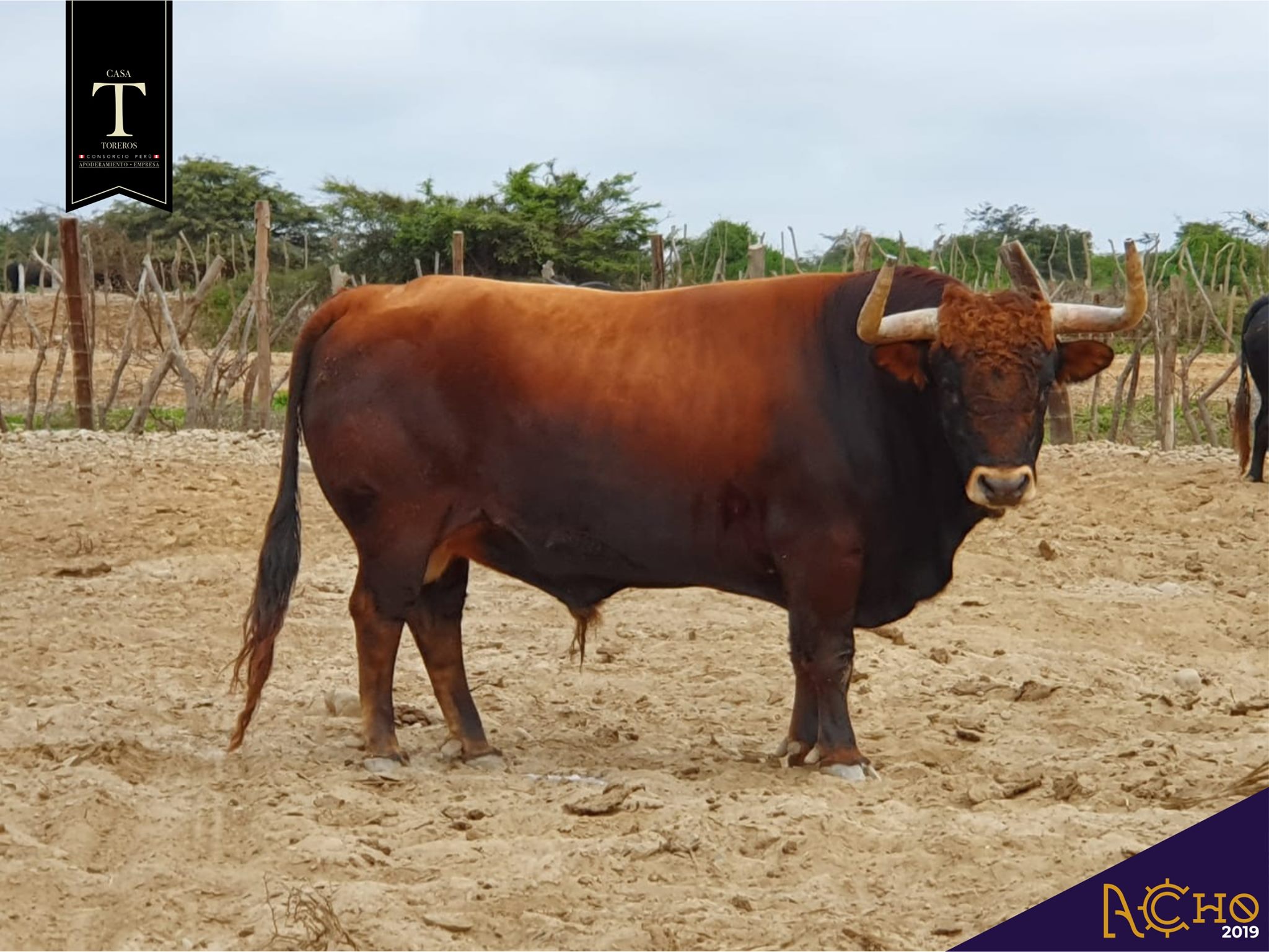 Los de La Viña y El Olivar para el Señor de los Milagros de Lima