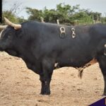 Los de La Viña y El Olivar para el Señor de los Milagros de Lima