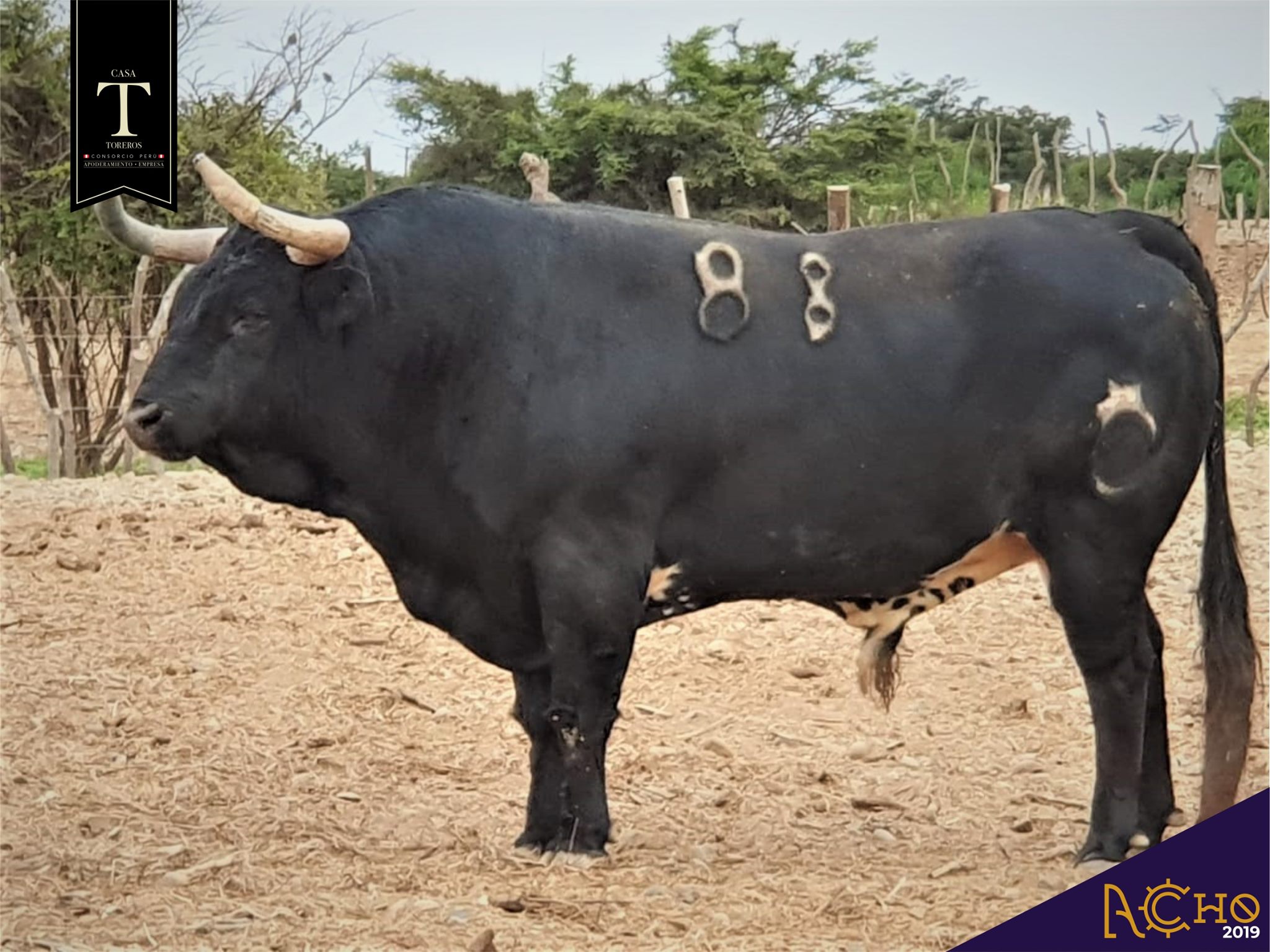 Los de La Viña y El Olivar para el Señor de los Milagros de Lima