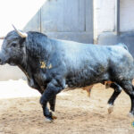 Sorteo. Madrid, domingo 8 de septiembre de 2019