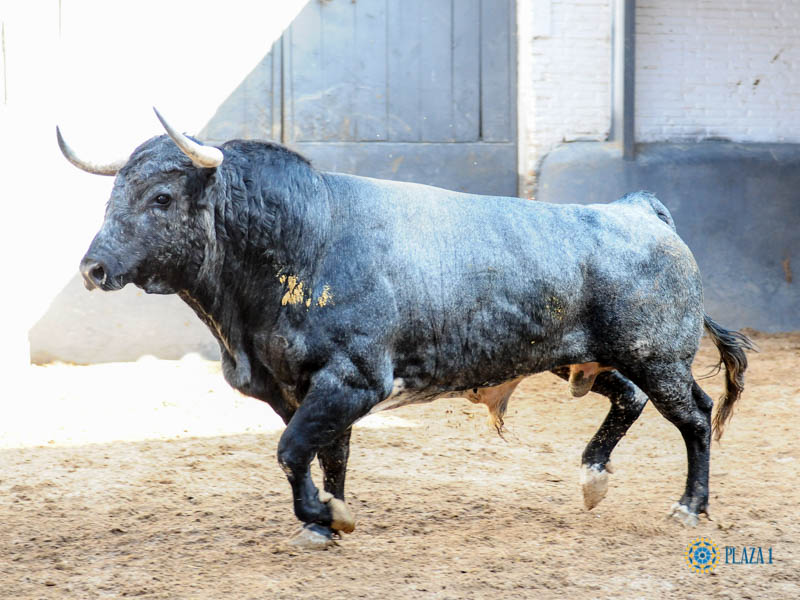 Sorteo. Madrid, domingo 8 de septiembre de 2019