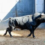 Sorteo. Madrid, domingo 8 de septiembre de 2019