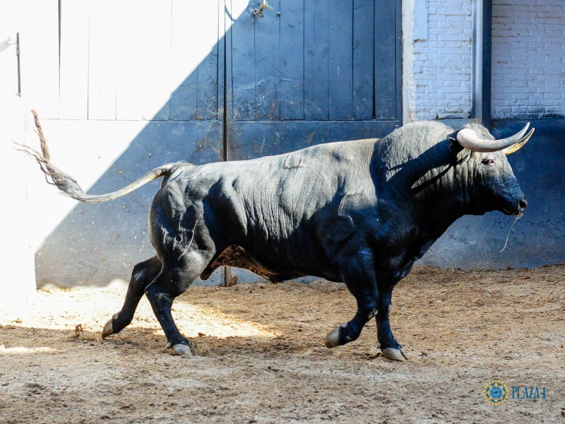 Sorteo. Madrid, domingo 8 de septiembre de 2019