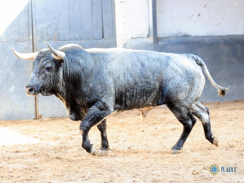 Sorteo. Madrid, domingo 8 de septiembre de 2019