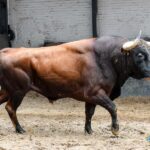 Orden de lidia. Madrid, domingo 15 de septiembre de 2019