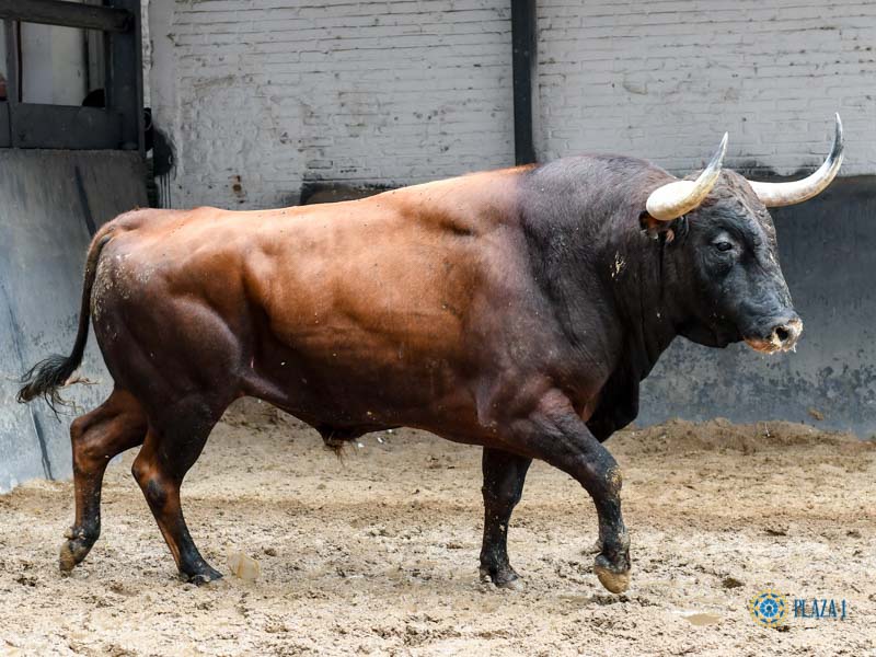 Orden de lidia. Madrid, domingo 15 de septiembre de 2019