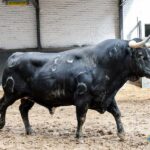 Orden de lidia. Madrid, domingo 15 de septiembre de 2019