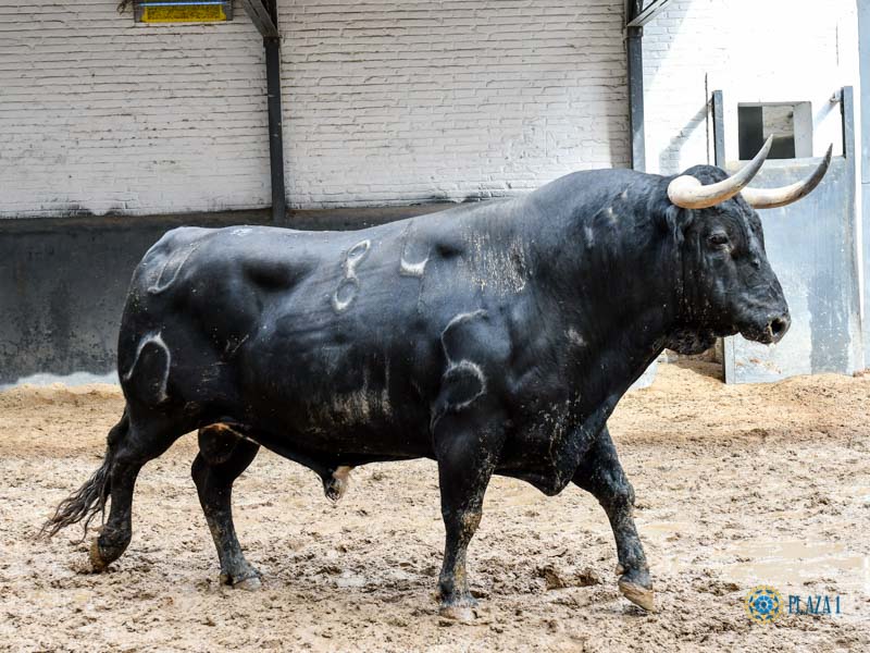 Orden de lidia. Madrid, domingo 15 de septiembre de 2019
