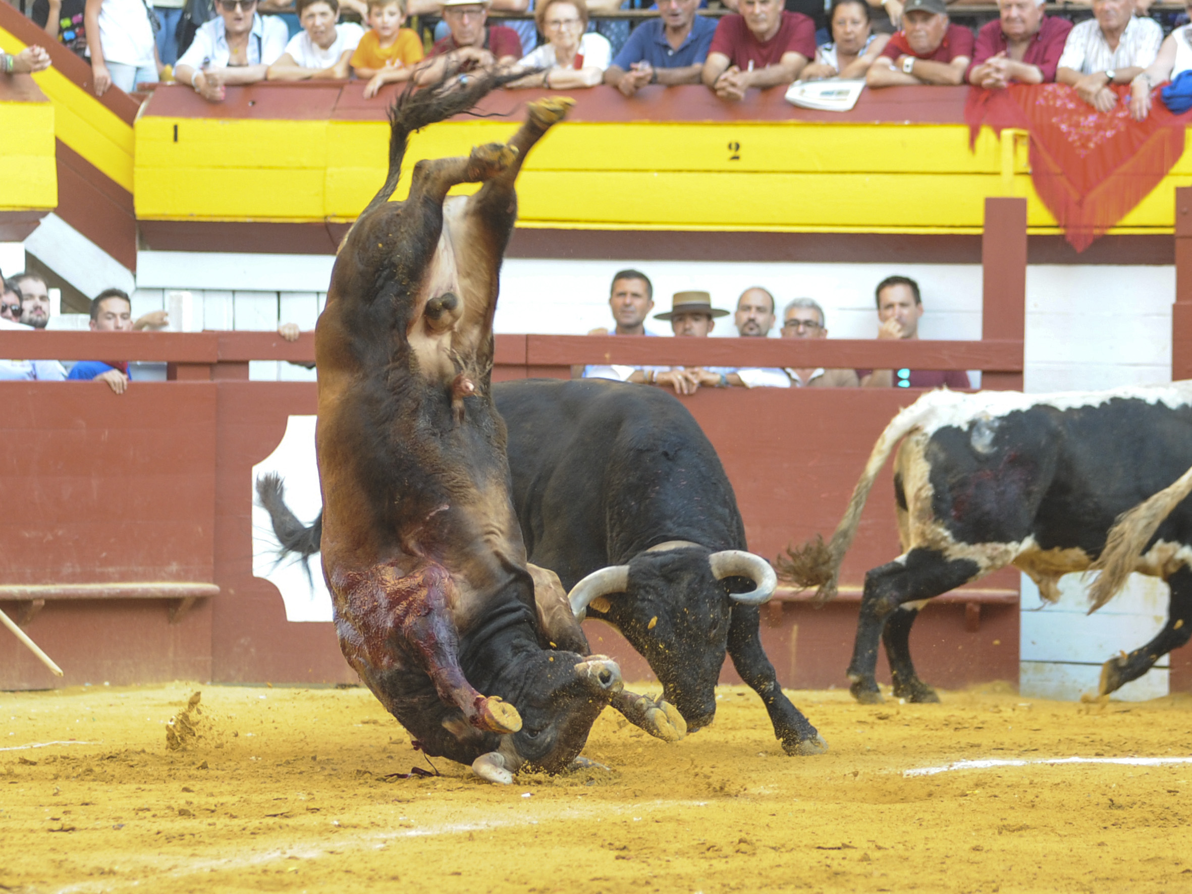 Algemesí, sábado 28 de septiembre de 2019