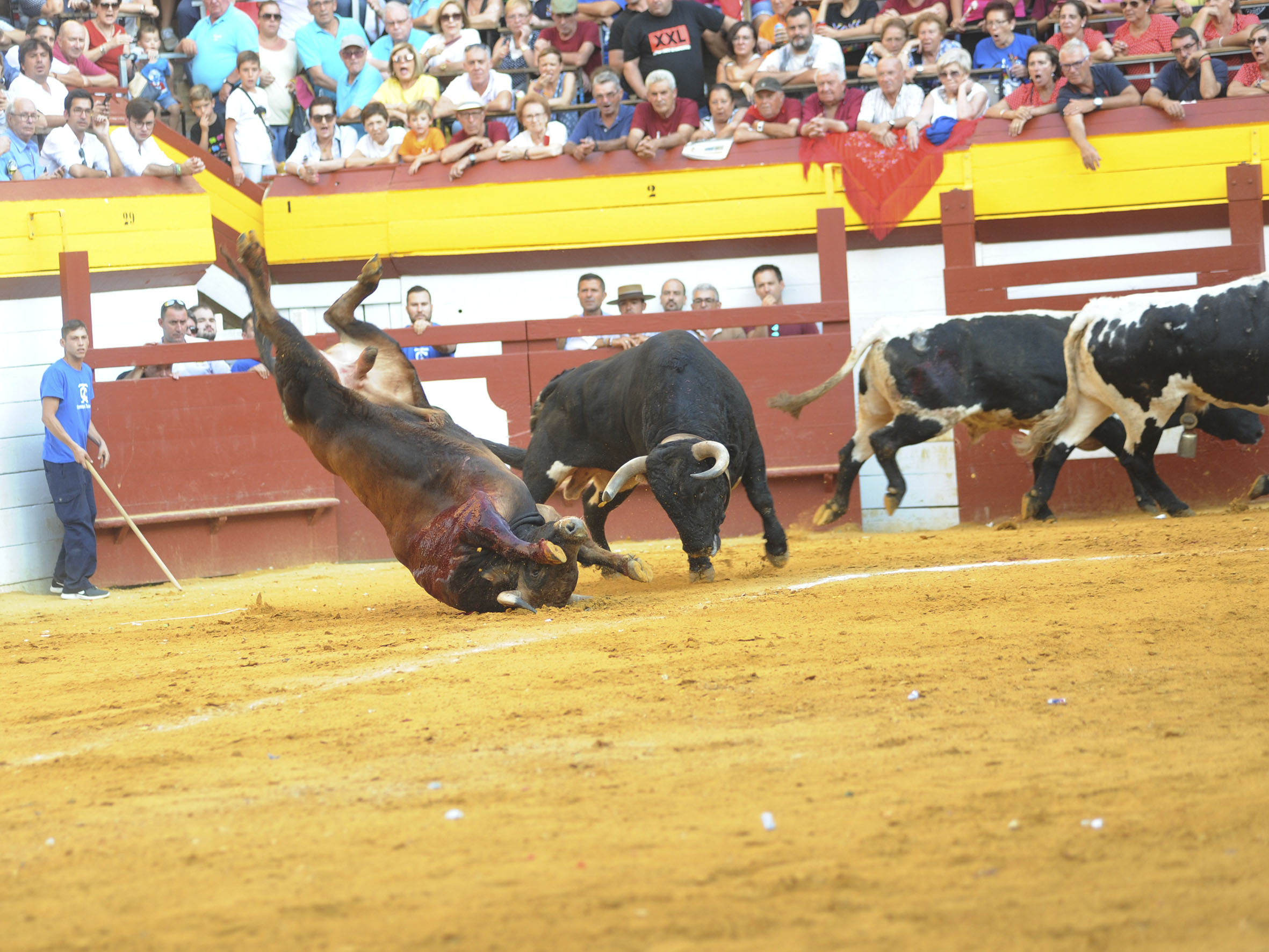 Algemesí, sábado 28 de septiembre de 2019
