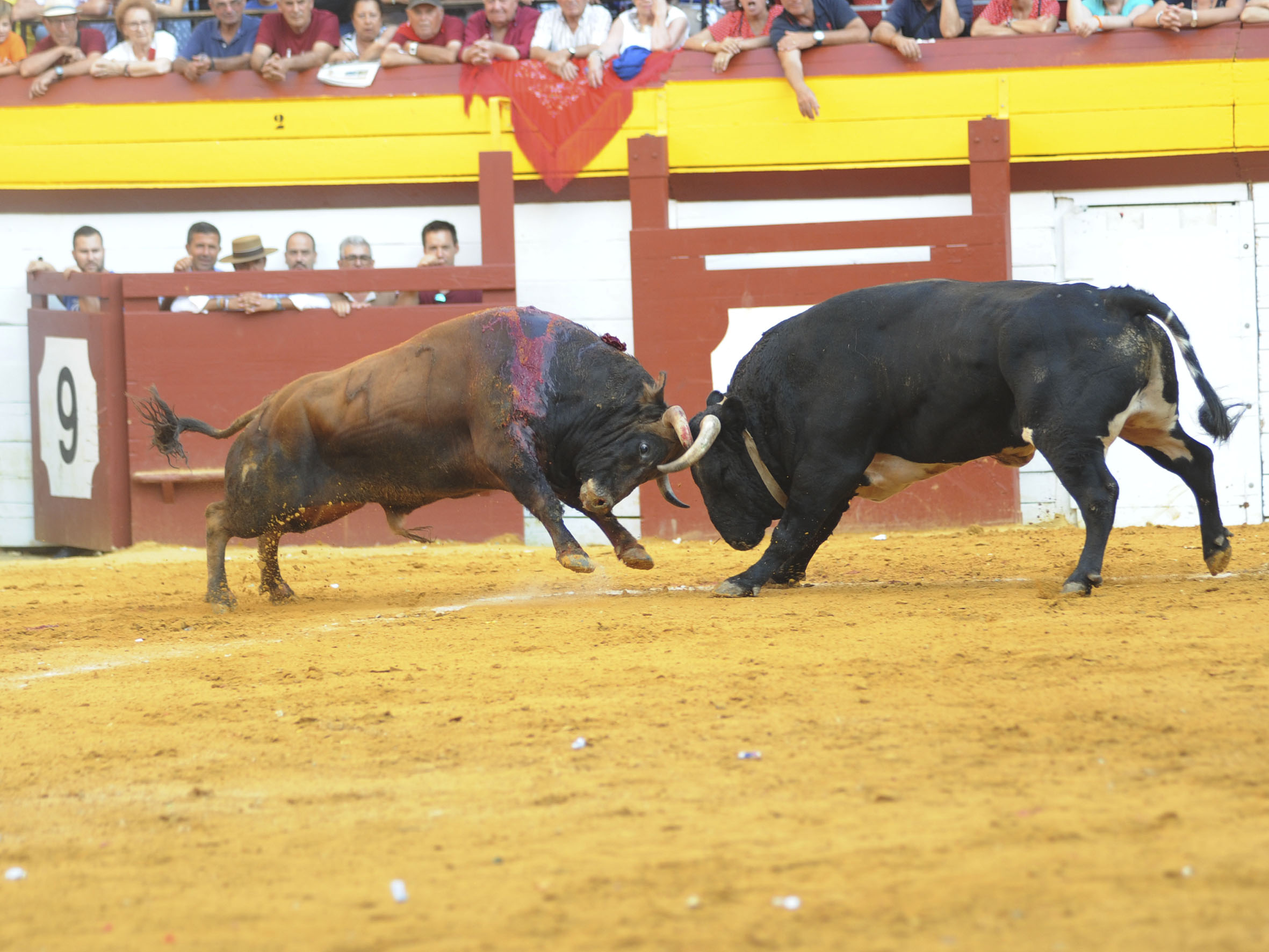 Algemesí, sábado 28 de septiembre de 2019