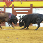 Algemesí, sábado 28 de septiembre de 2019
