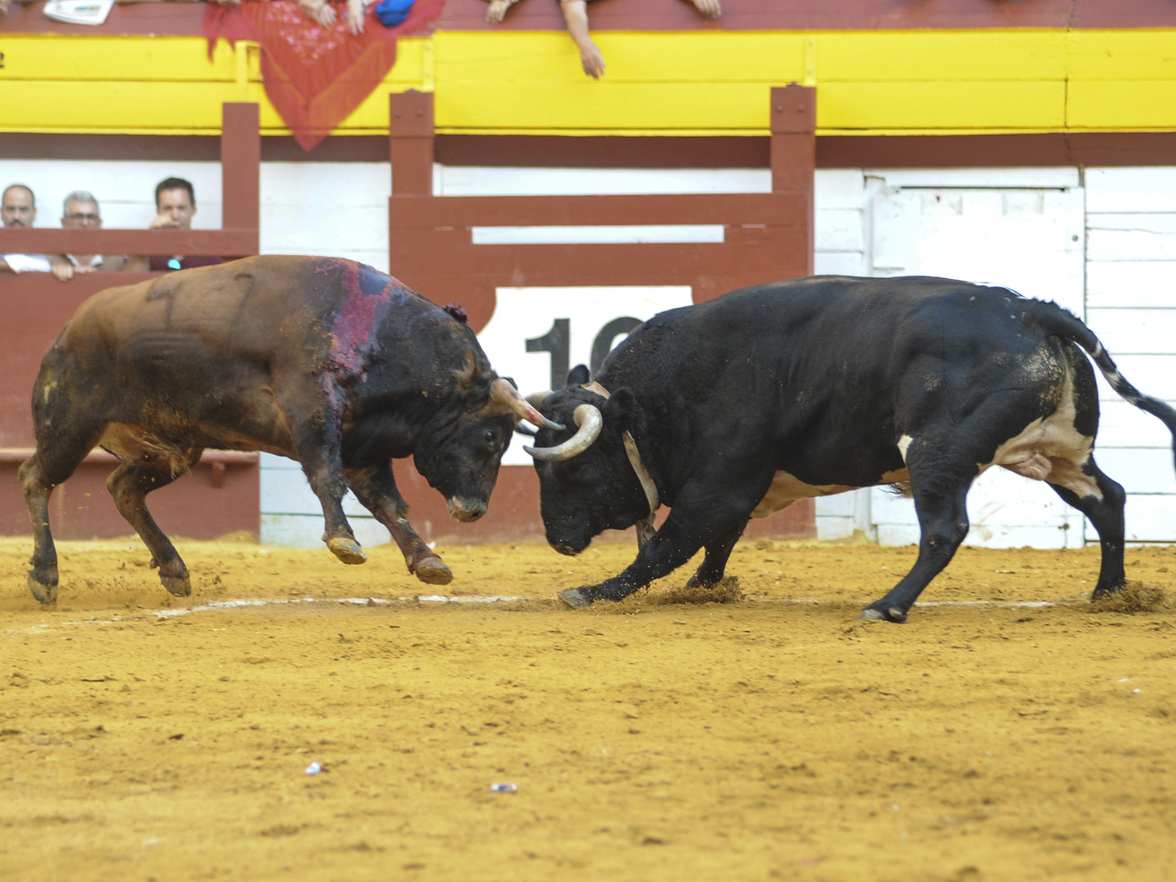 Algemesí, sábado 28 de septiembre de 2019