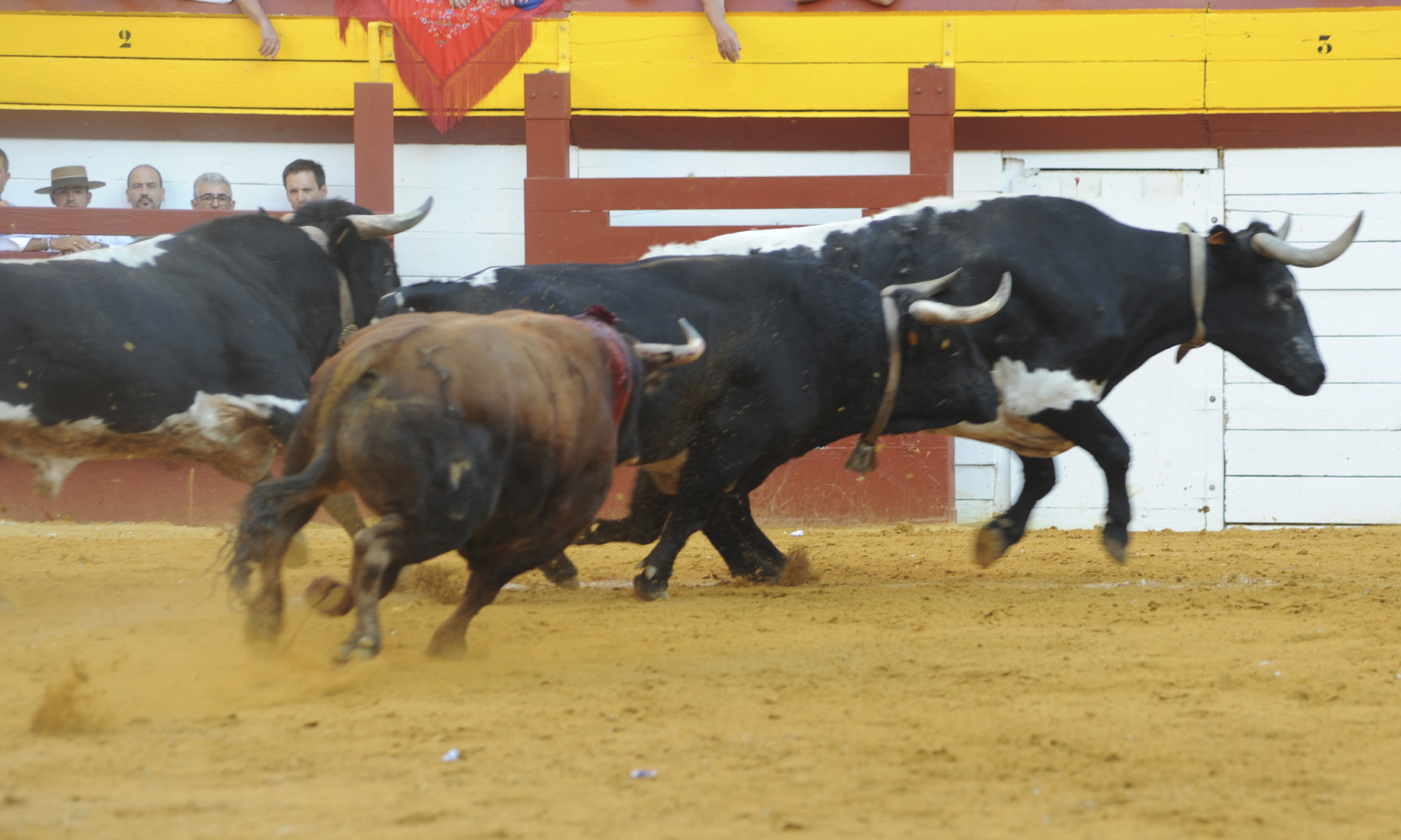 Algemesí, sábado 28 de septiembre de 2019