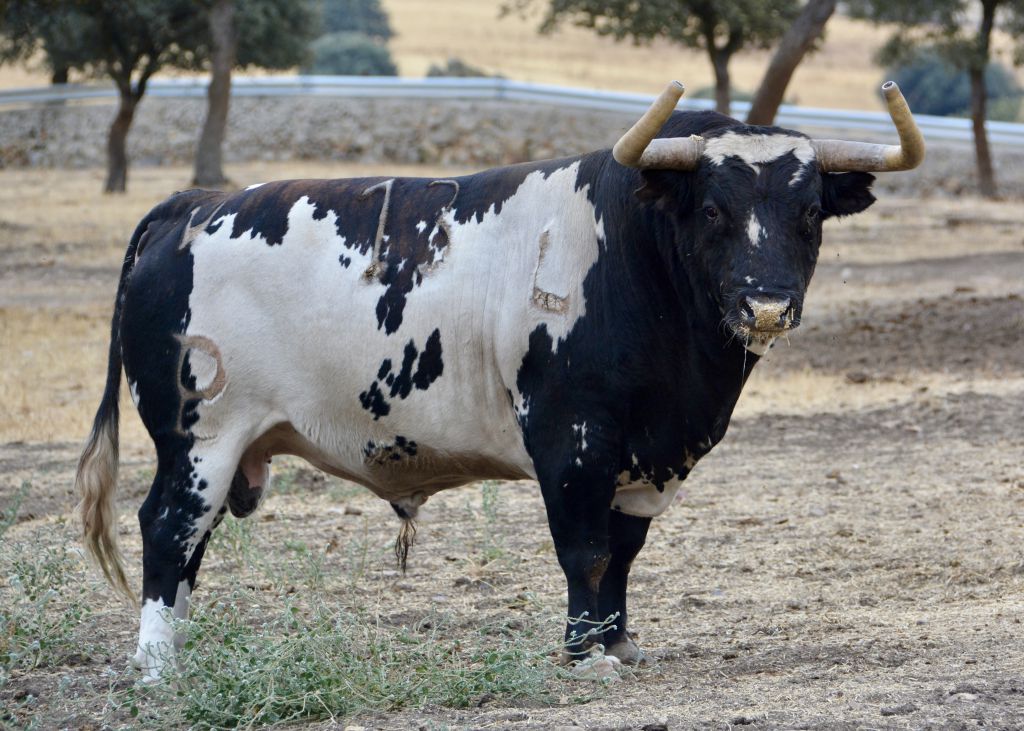 Toro de Alcurrucén