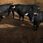 Sorteo. Palencia, domingo 1 de septiembre de 2019