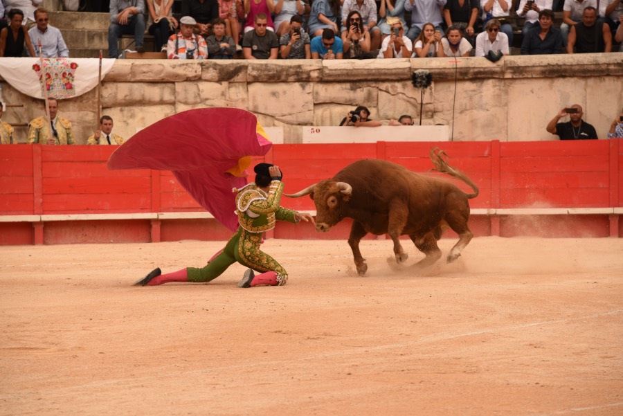 Nimes, sábado 14 de septiembre de 2019. Novillada matinal
