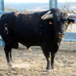 Toro de El Tajo