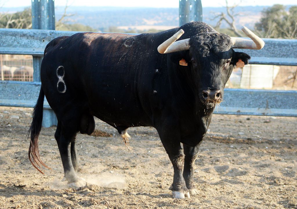 Toro de El Tajo