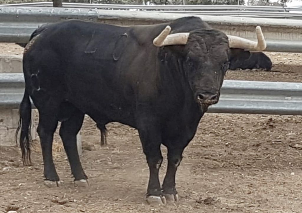Toro de Garcigrande