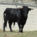 Toros de distintas ganaderías para el 7 de septiembre de 2019 en Arles