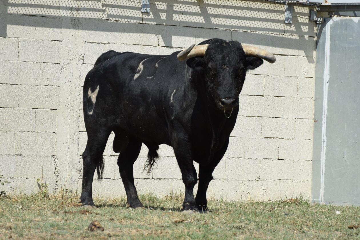 Toros de distintas ganaderías para el 7 de septiembre de 2019 en Arles