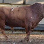 Toros de distintas ganaderías para el 7 de septiembre de 2019 en Arles