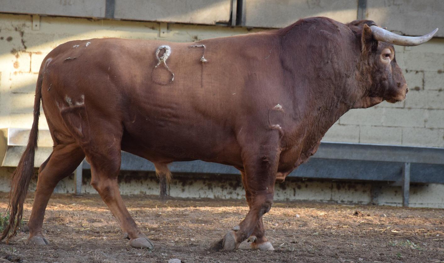 Toros de distintas ganaderías para el 7 de septiembre de 2019 en Arles