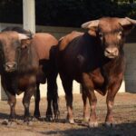 Toros de distintas ganaderías para el 7 de septiembre de 2019 en Arles