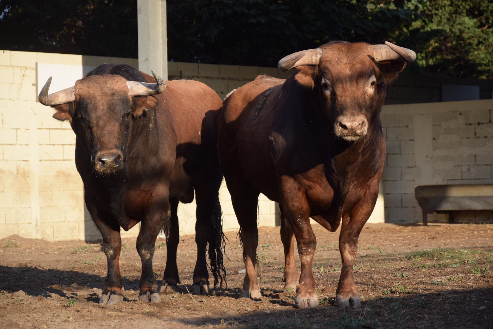 Toros de distintas ganaderías para el 7 de septiembre de 2019 en Arles