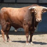 Toros de distintas ganaderías para el 7 de septiembre de 2019 en Arles